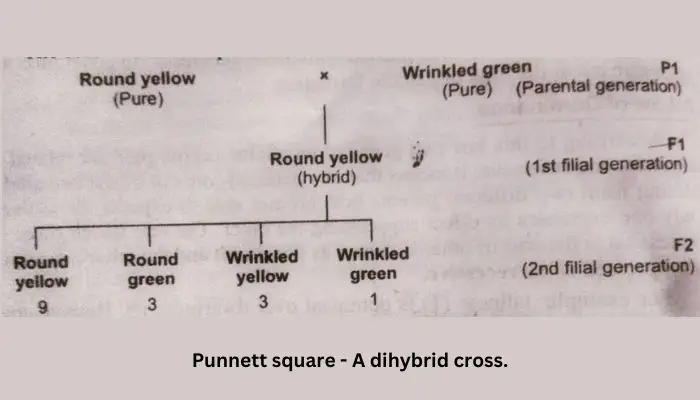 what is a Monohybrid cross