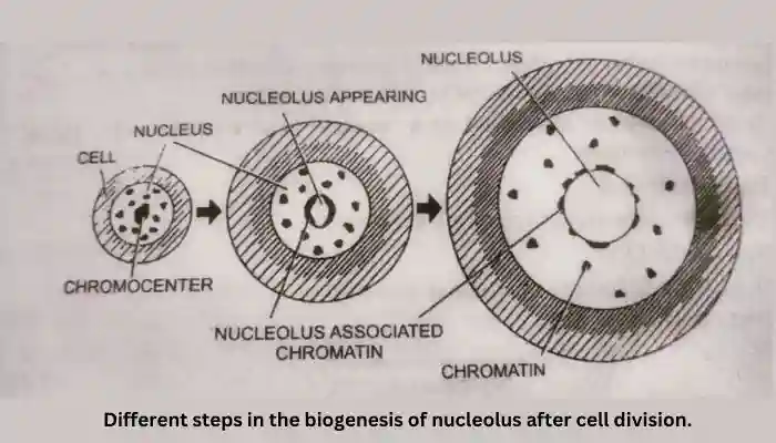 Why is the nucleus called the control center of the cell, nucleolar cycle