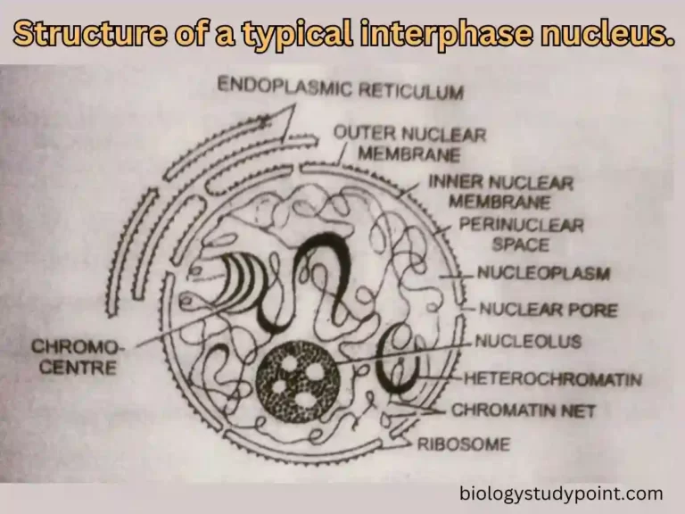 Why is the nucleus called the control center of the cell