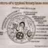 Why is the nucleus called the control center of the cell
