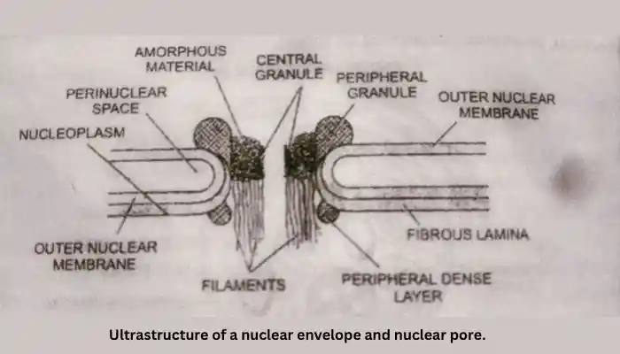 Why is the nucleus called the control center of the cell