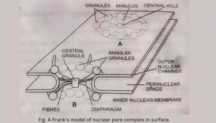 Why is the nucleus called the control center of the cell, Frank's model,