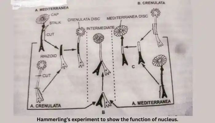 Why is the nucleus called the control center of the cell, hammerling's experiments
