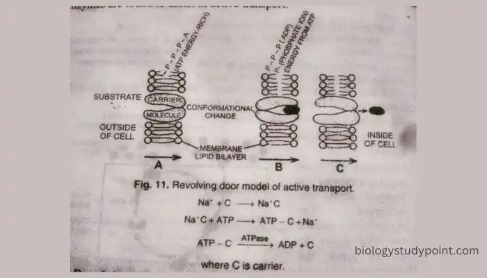 What is the difference between active and passive transport