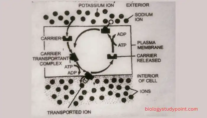 What is the difference between active and passive transport