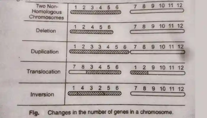 chromosomal aberrations