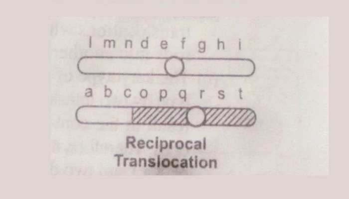 chromosomal aberrations, Reciprocal translocation 