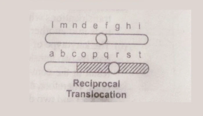 chromosomal aberrations, Reciprocal translocation