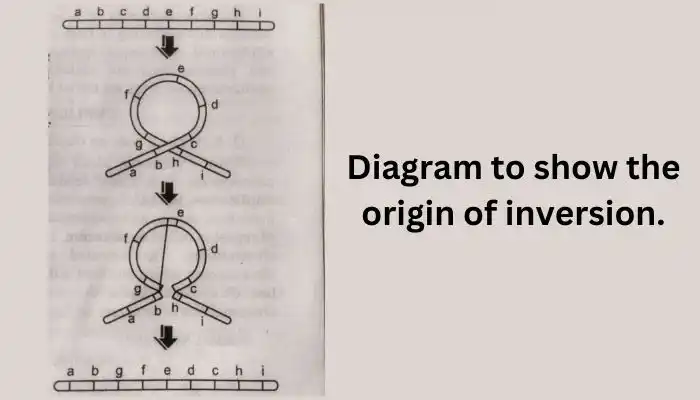 chromosomal aberrations, Origin of Inversion