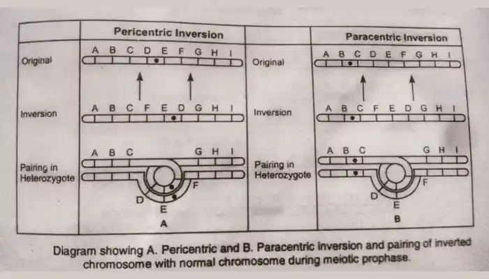 chromosomal aberrations, Paracentric Inversion, Pericentric Inversion