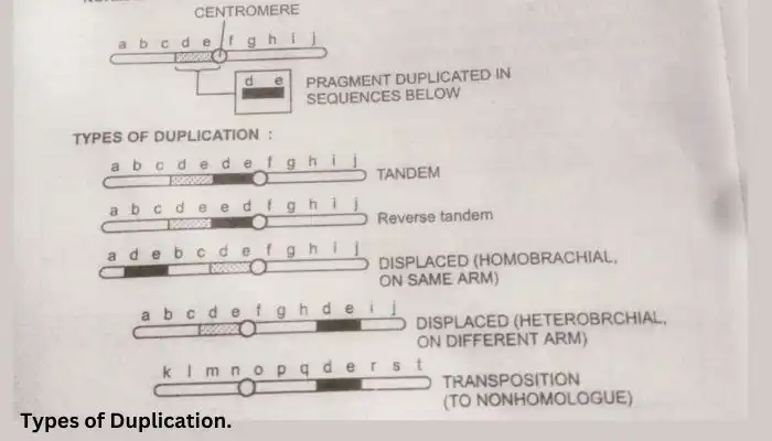 chromosomal aberrations,Types of duplication
