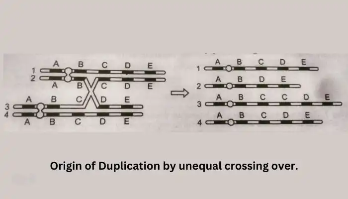 Chromosomal aberrations, origin of duplication
