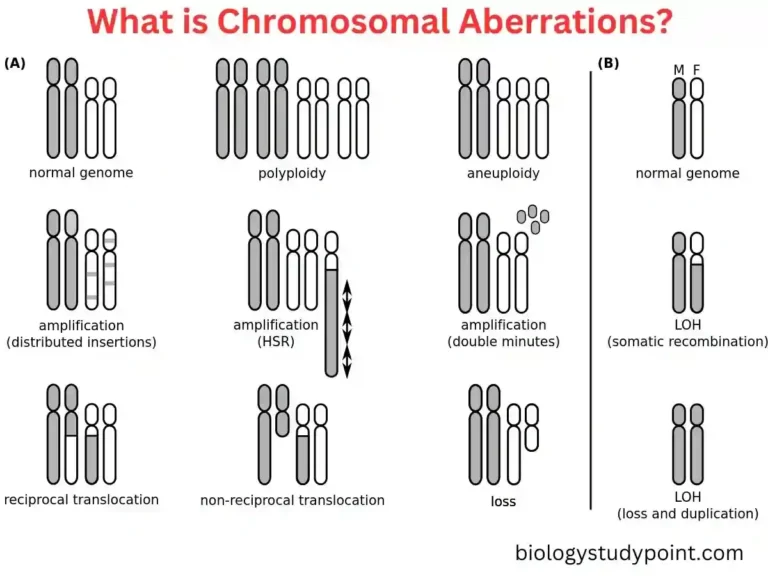 chromosomal aberrations