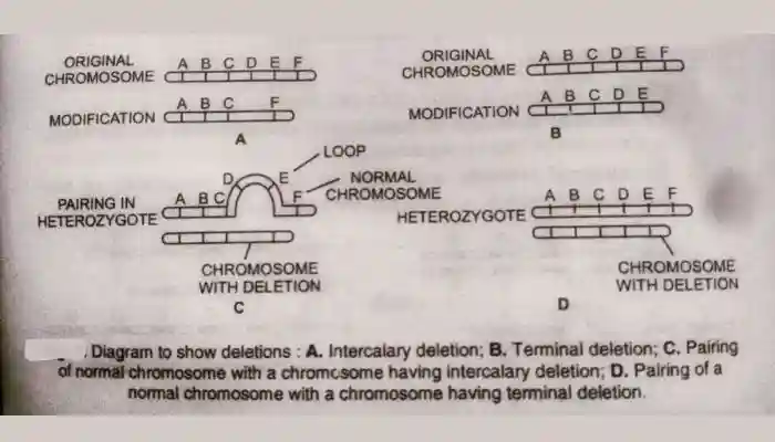 chromosomal aberrations, types of deletion