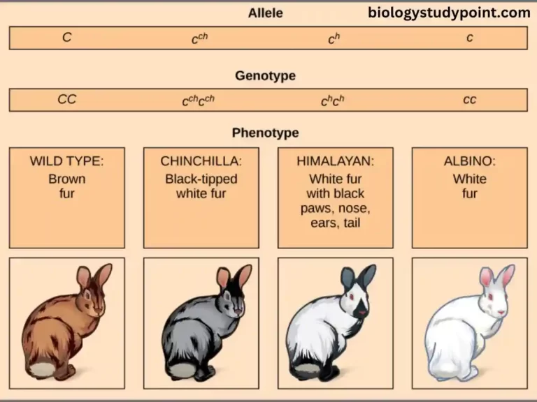 what are multiple alleles