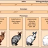 what are multiple alleles