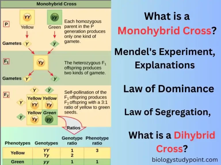 what is a Monohybrid cross