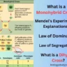 what is a Monohybrid cross