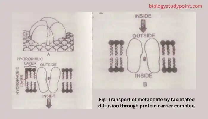 What is the difference between active and passive transport