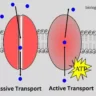 what is active and passive transport