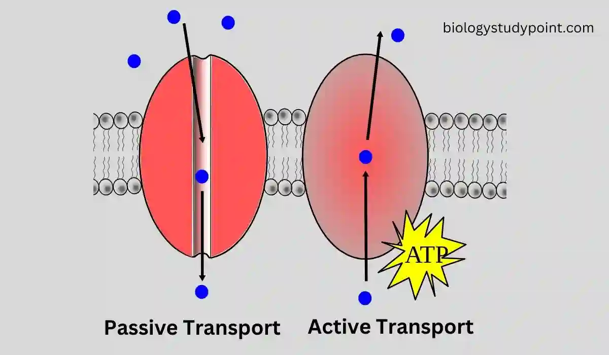 what is active and passive transport