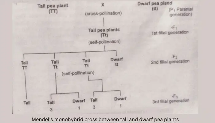 what is a Monohybrid cross