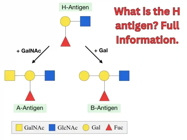 what is the h antigen