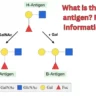 what is the h antigen
