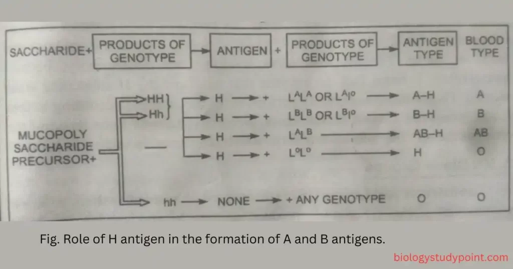 What is the H antigen?