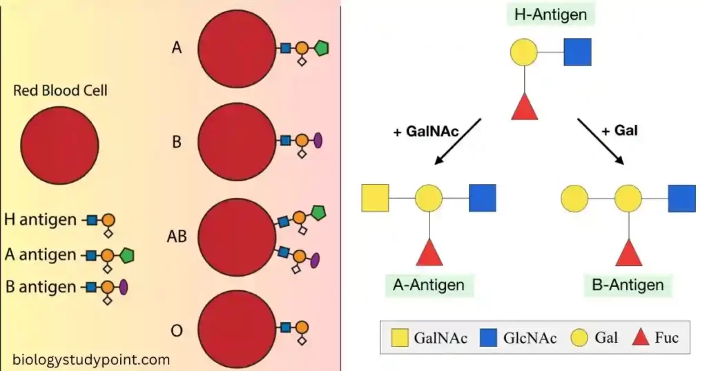 What is the H antigen?