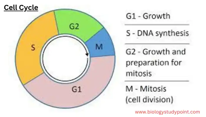 Which phase of the cell cycle is the longest?