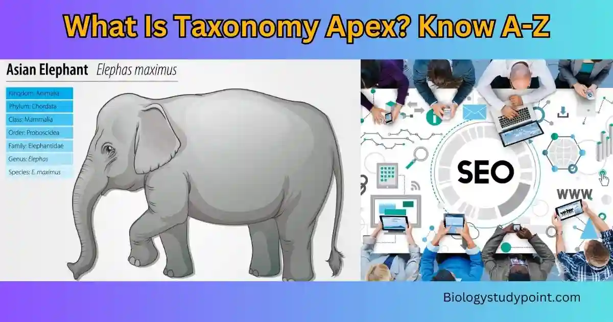 what is taxonomy apex