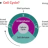 Which phase of the cell cycle is the longest?