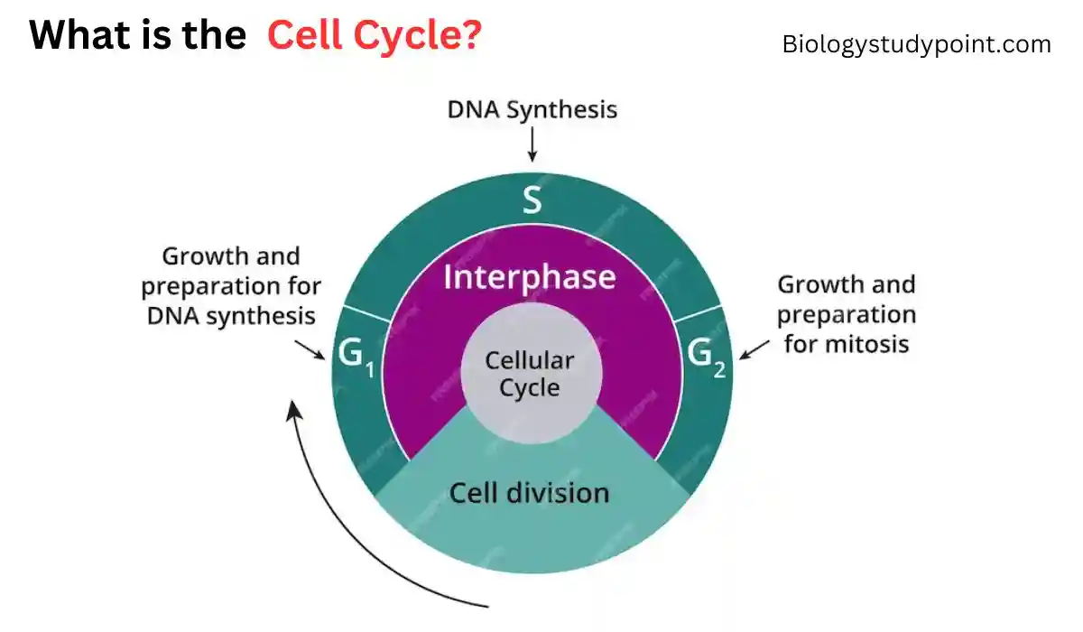 Which phase of the cell cycle is the longest?