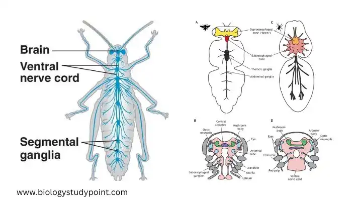 Arthropoda Nervous System