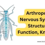 Arthropoda Nervous System
