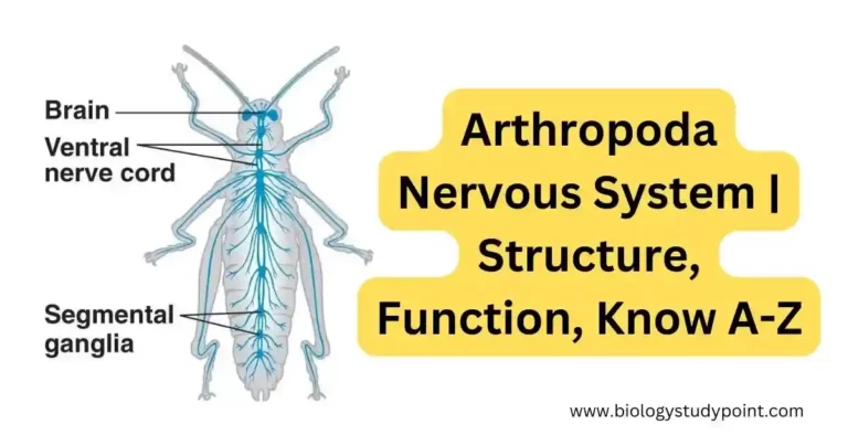 Arthropoda Nervous System