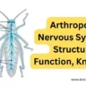 Arthropoda Nervous System
