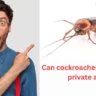 Can cockroaches live in your private area?