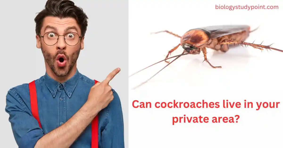 Can cockroaches live in your private area?
