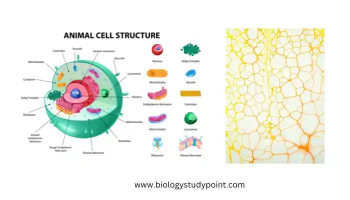 where is cytoskeleton found