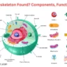 where is cytoskeleton found