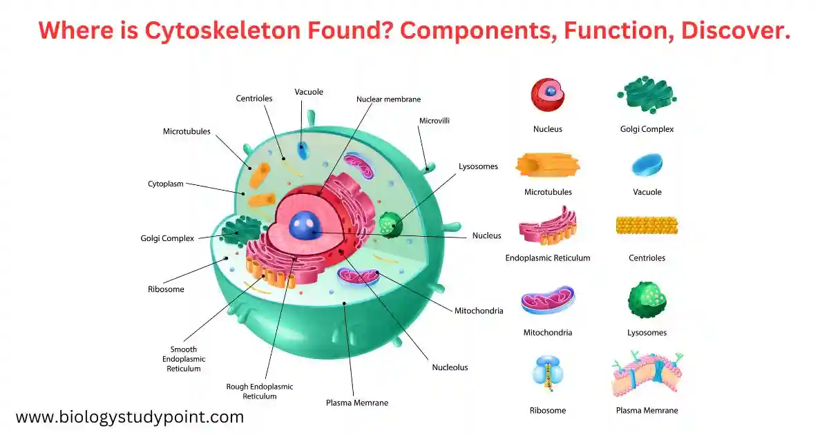 where is cytoskeleton found