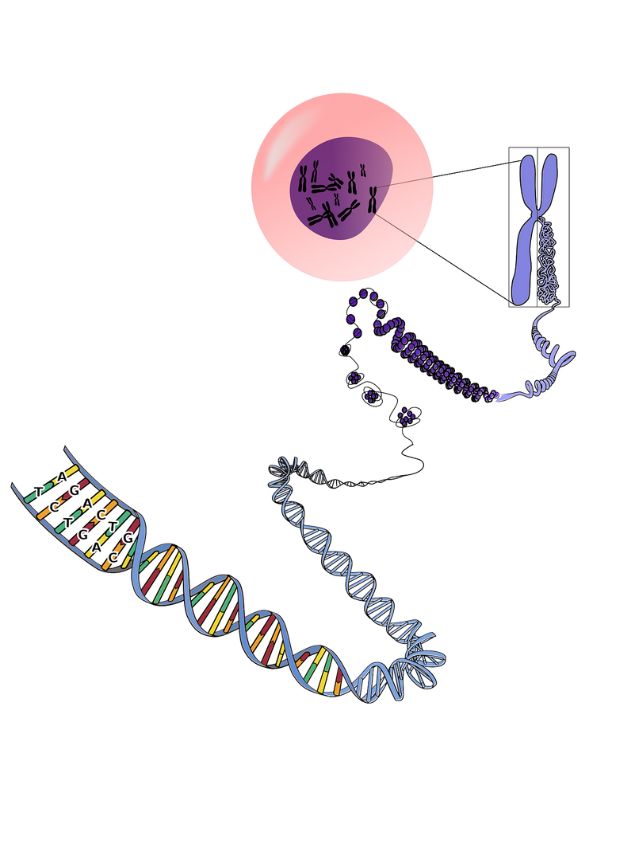 What is Gene Mutation? Know everything about it.