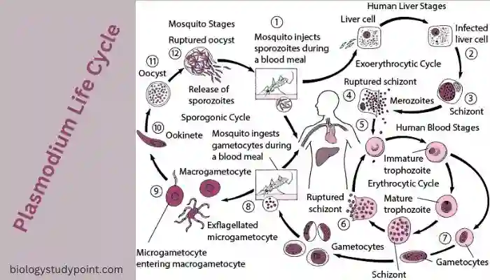 Plasmodium life cycle