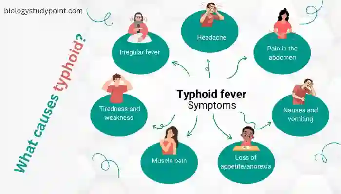 Typhoid