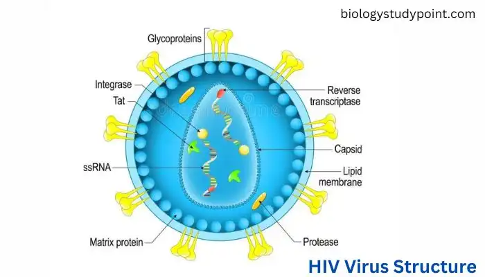 What is HIV Virus Structure