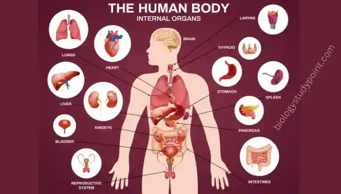 Human anatomy, what is hormone