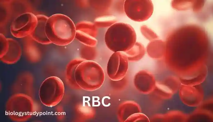 RBC, RED BLOOD CELLS