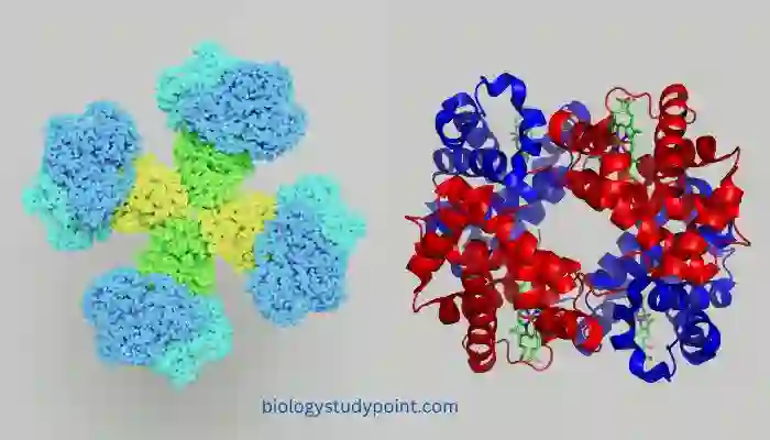 What is a biomolecule definition?